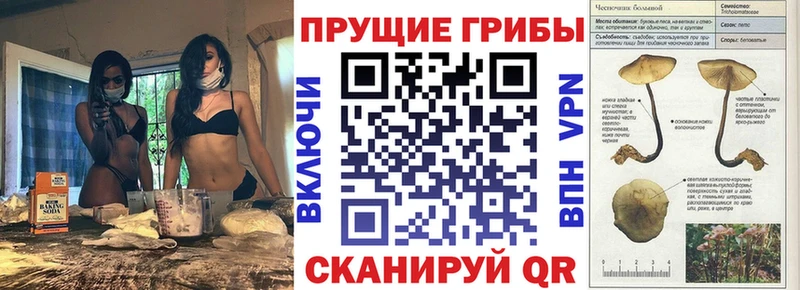 Псилоцибиновые грибы Magic Shrooms  как найти   Могоча 